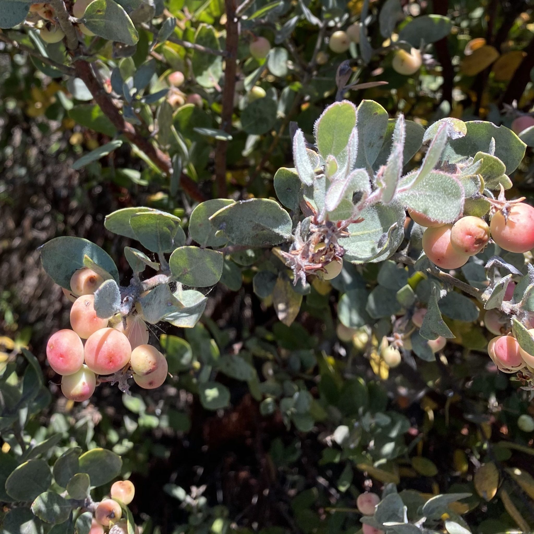 Seeds Nature’s Artful Engineering Santa Cruz Museum of Natural History