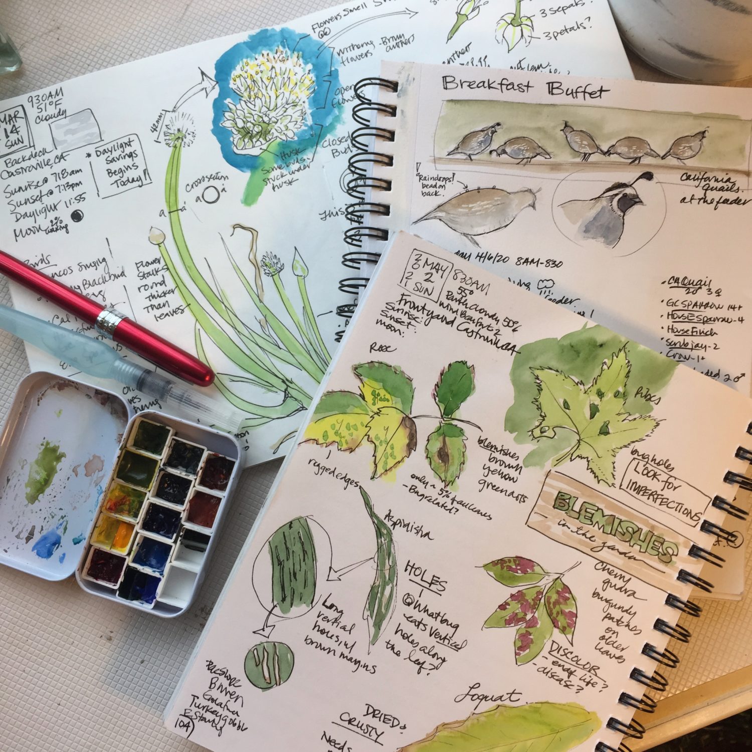 My Nature Journal Kit — Drawn Into Nature