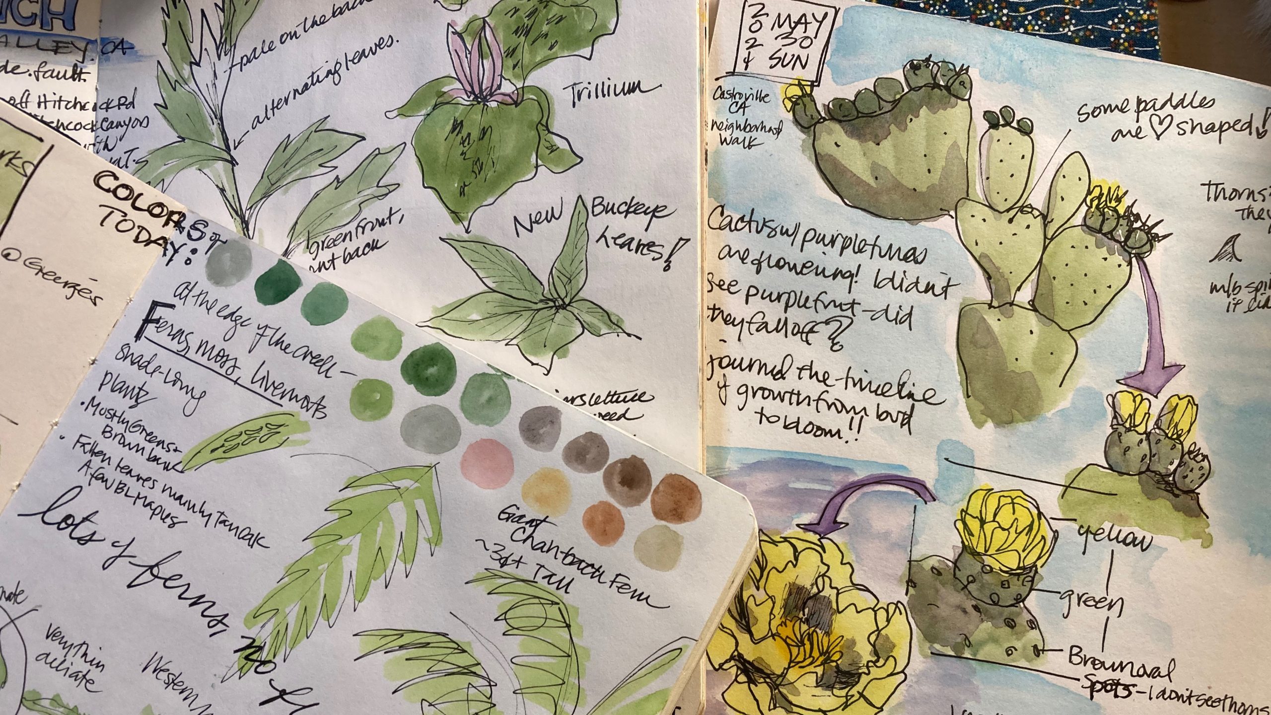 2/2 Nature Journal Studio (FULL) - Santa Cruz Museum of Natural History