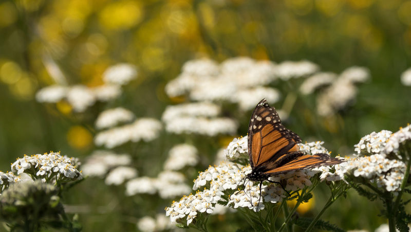 Monarch on yarrow flowers