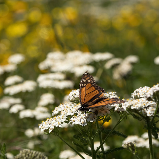 Monarch on yarrow flowers