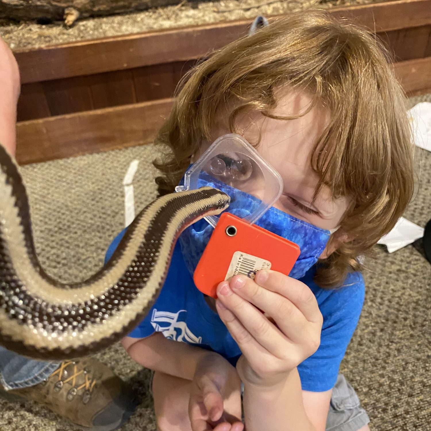 Kid holding up a magnifying glass to a live snake