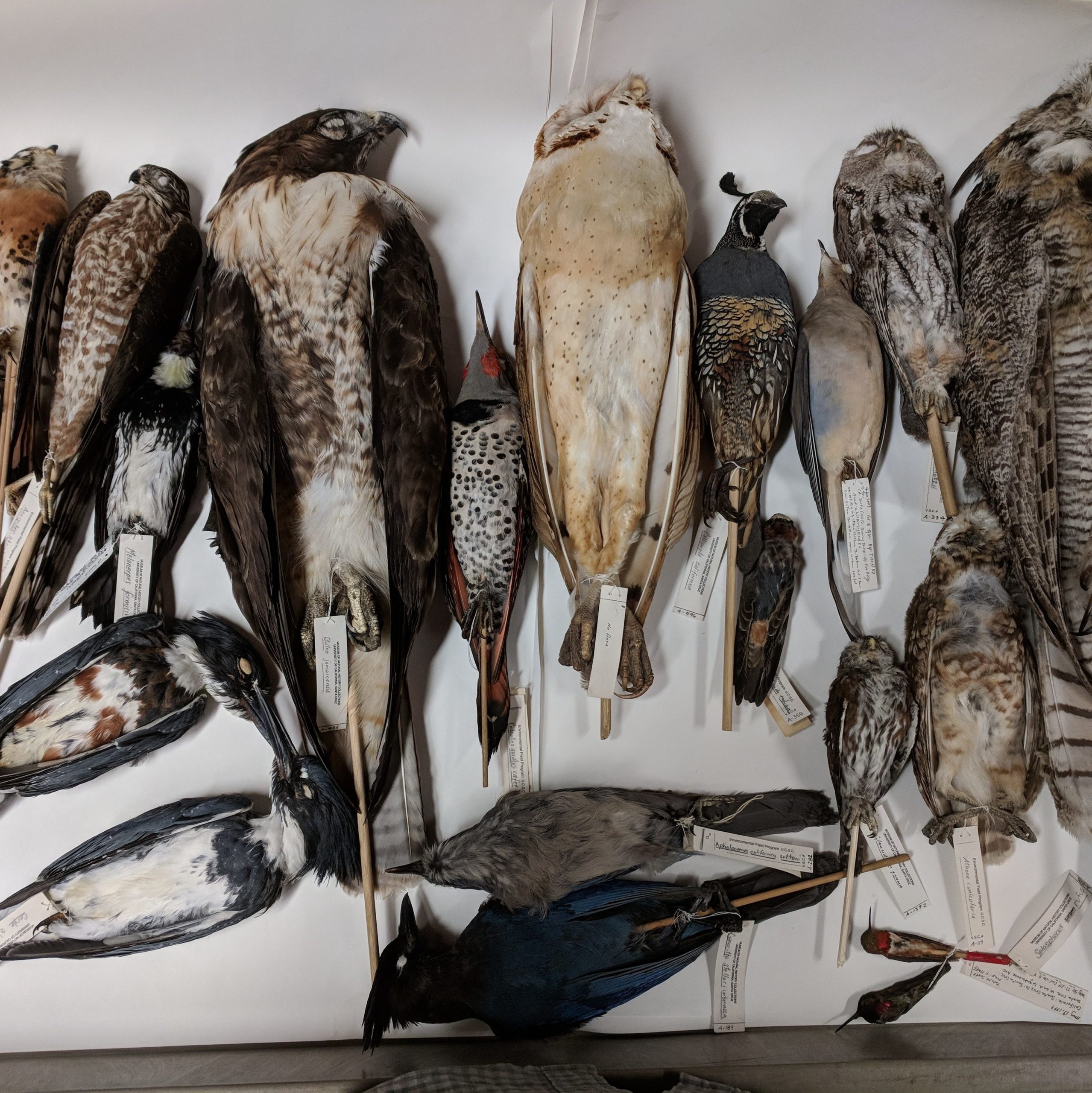 Image of several study skins of birds from the Norris Center.