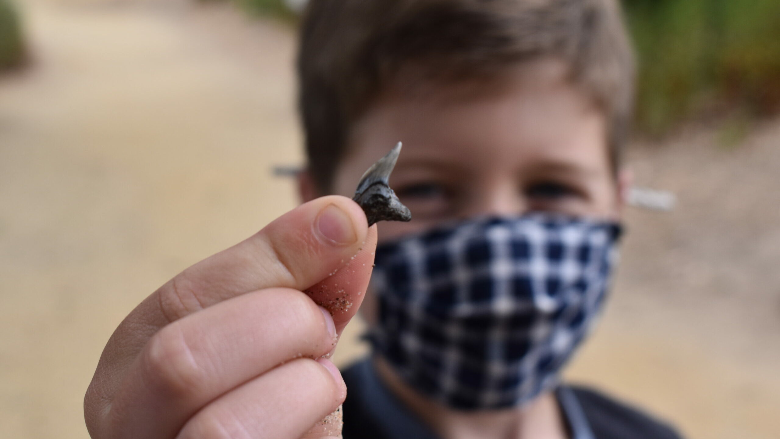 Kid holding shark tooth fossil.