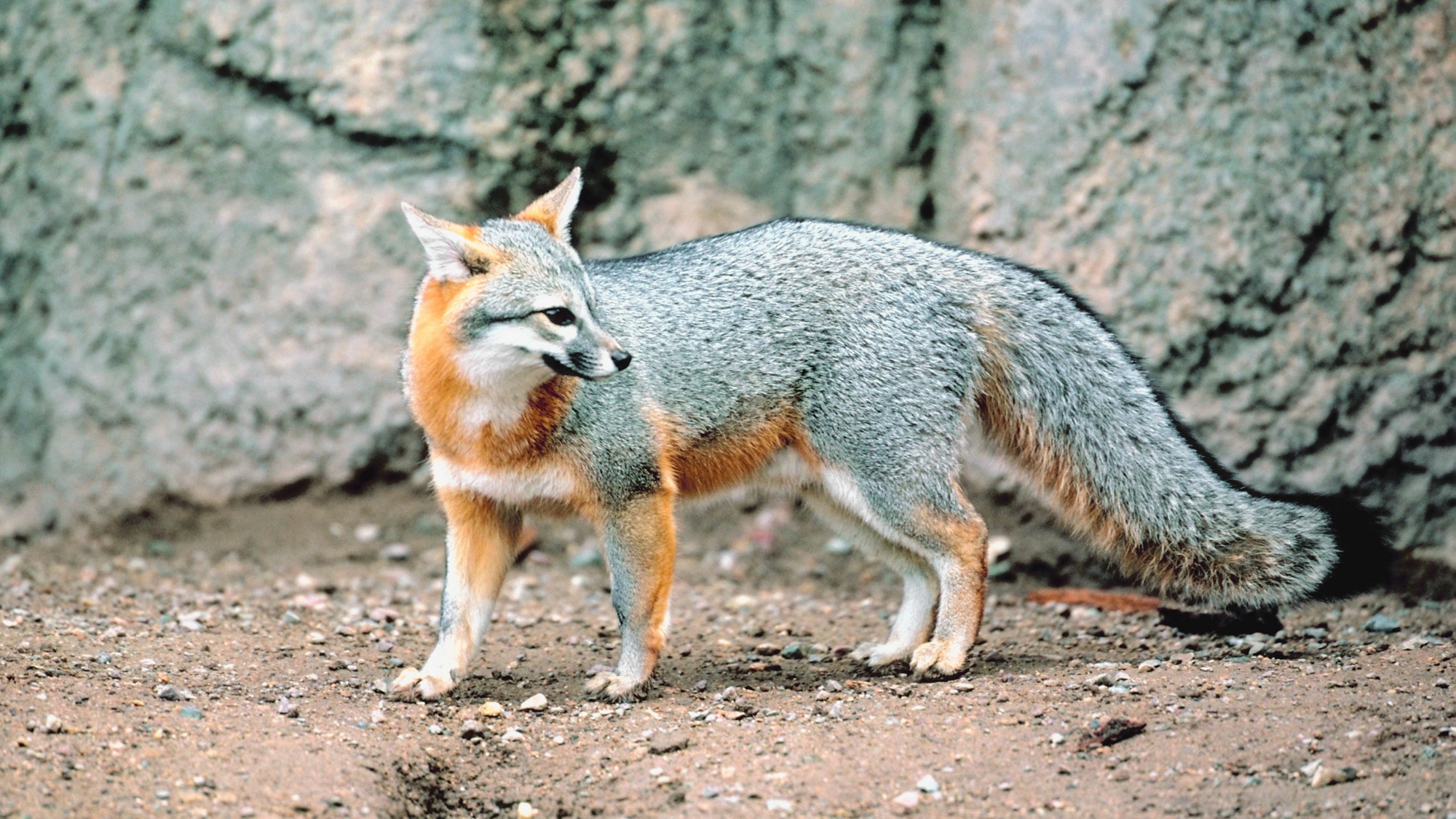 Gray Fox - Santa Cruz Museum of Natural History