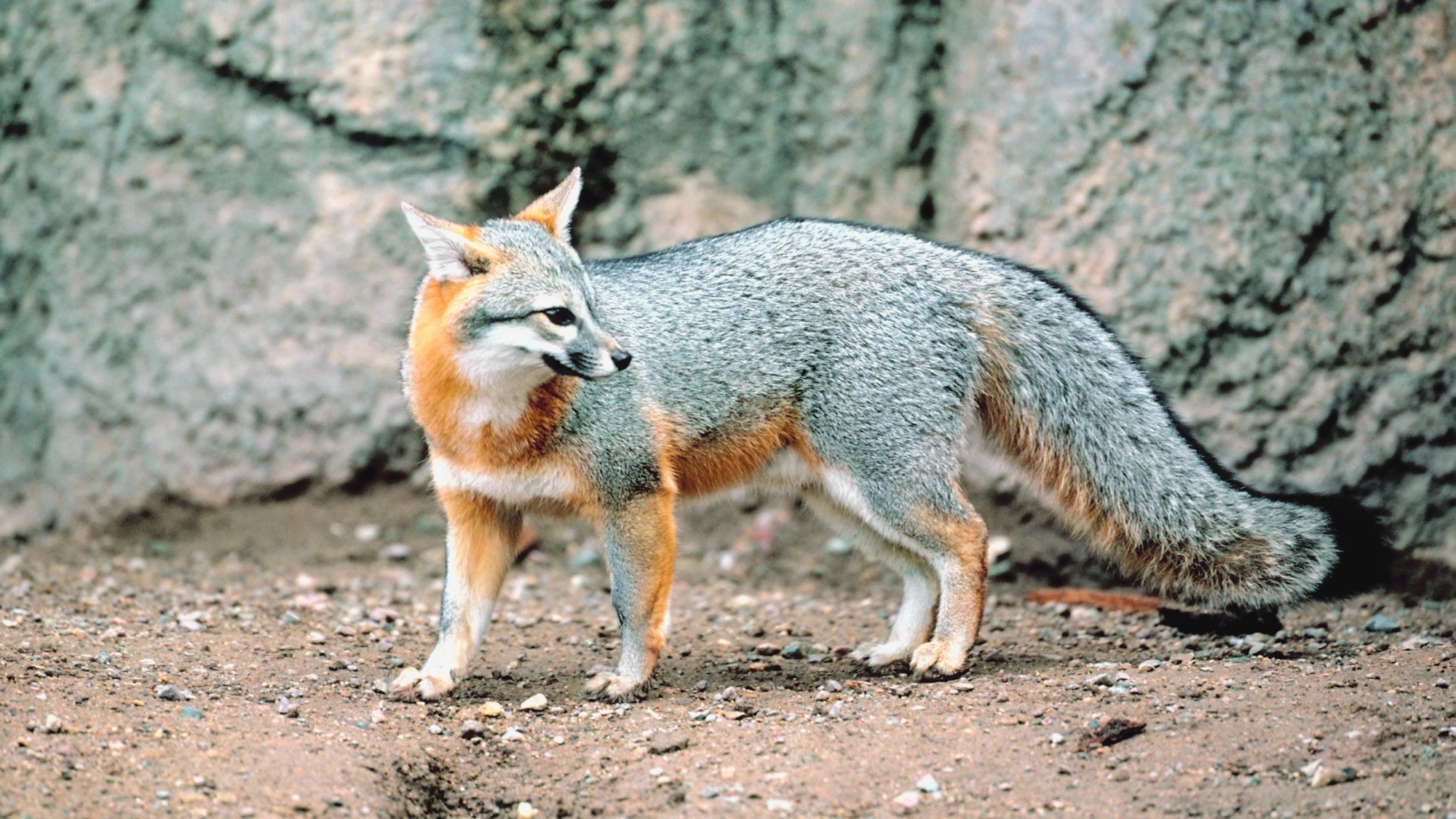 First fox. Островная лисица Urocyon littoralis. Urocyon cinereoargenteus. Грей Фокс лиса. Серая лисица.