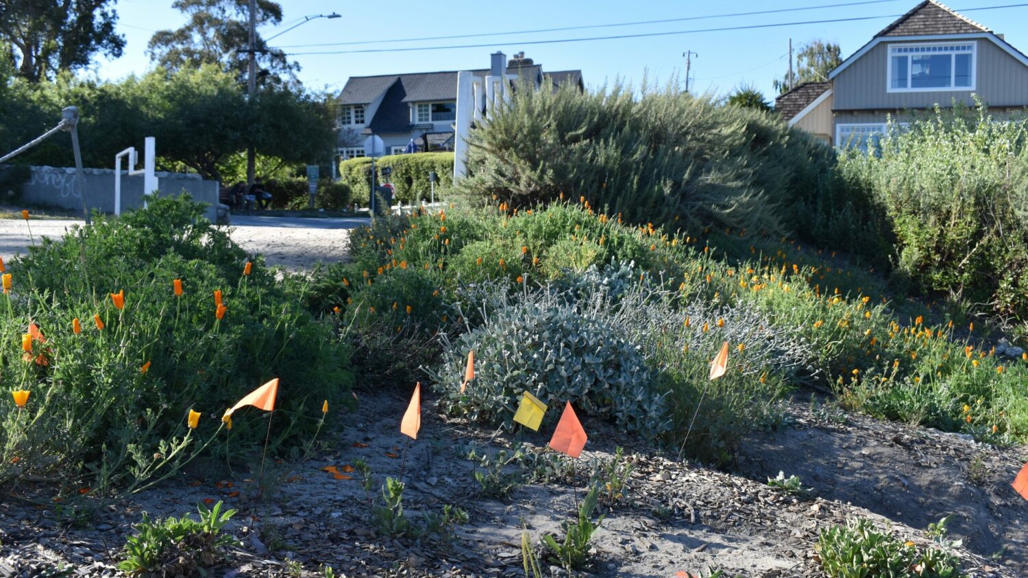 Building Habitat