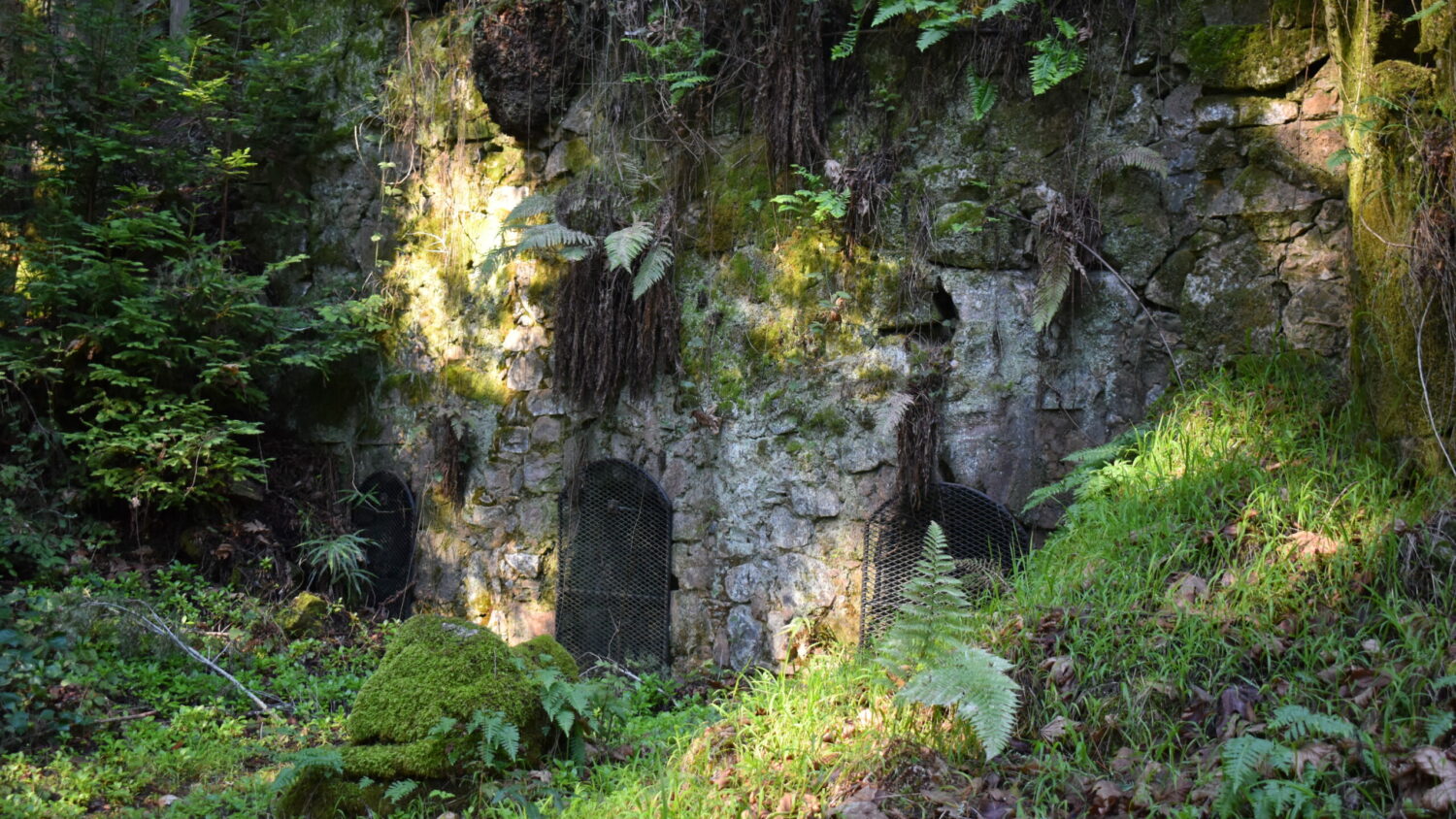 Picture of a historic stone lime kiln surrounded by ferns