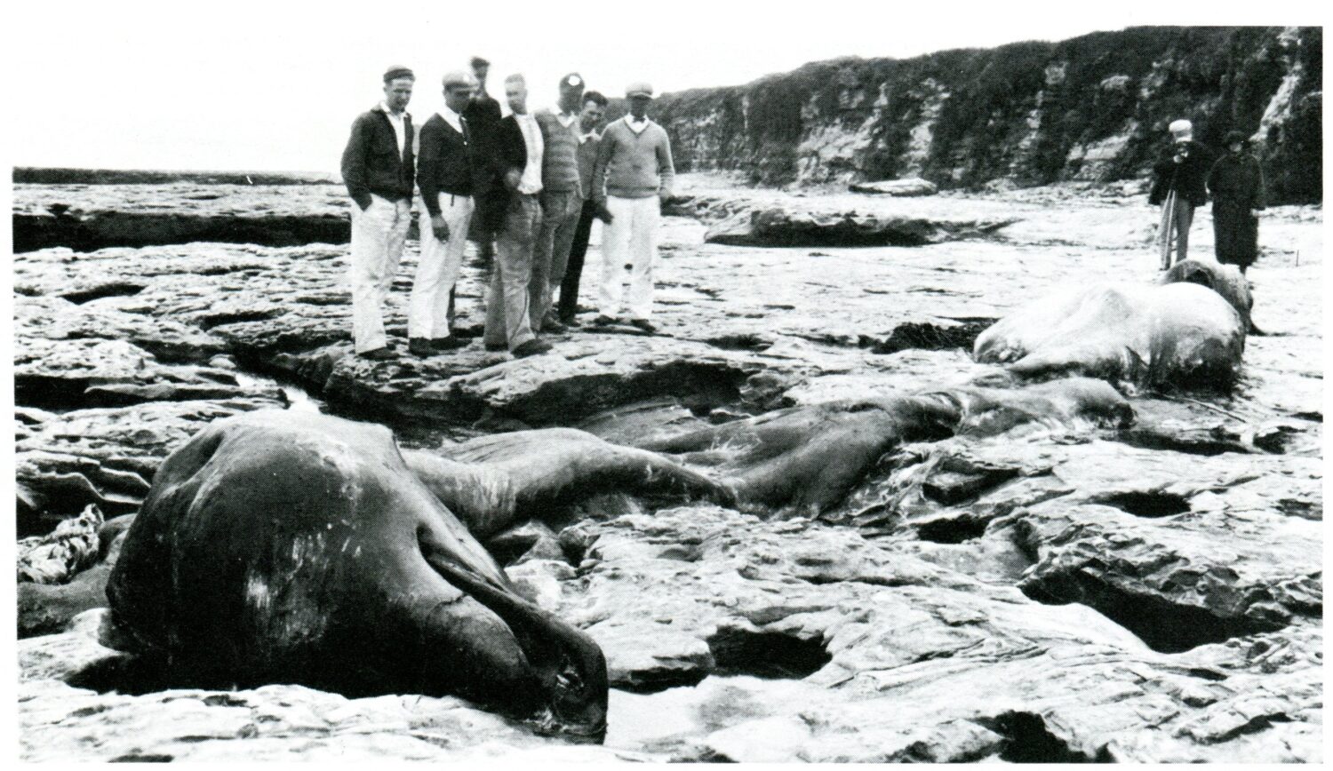 SHIPWRECKS AND SEA MONSTERS / California / Bay of Monterey