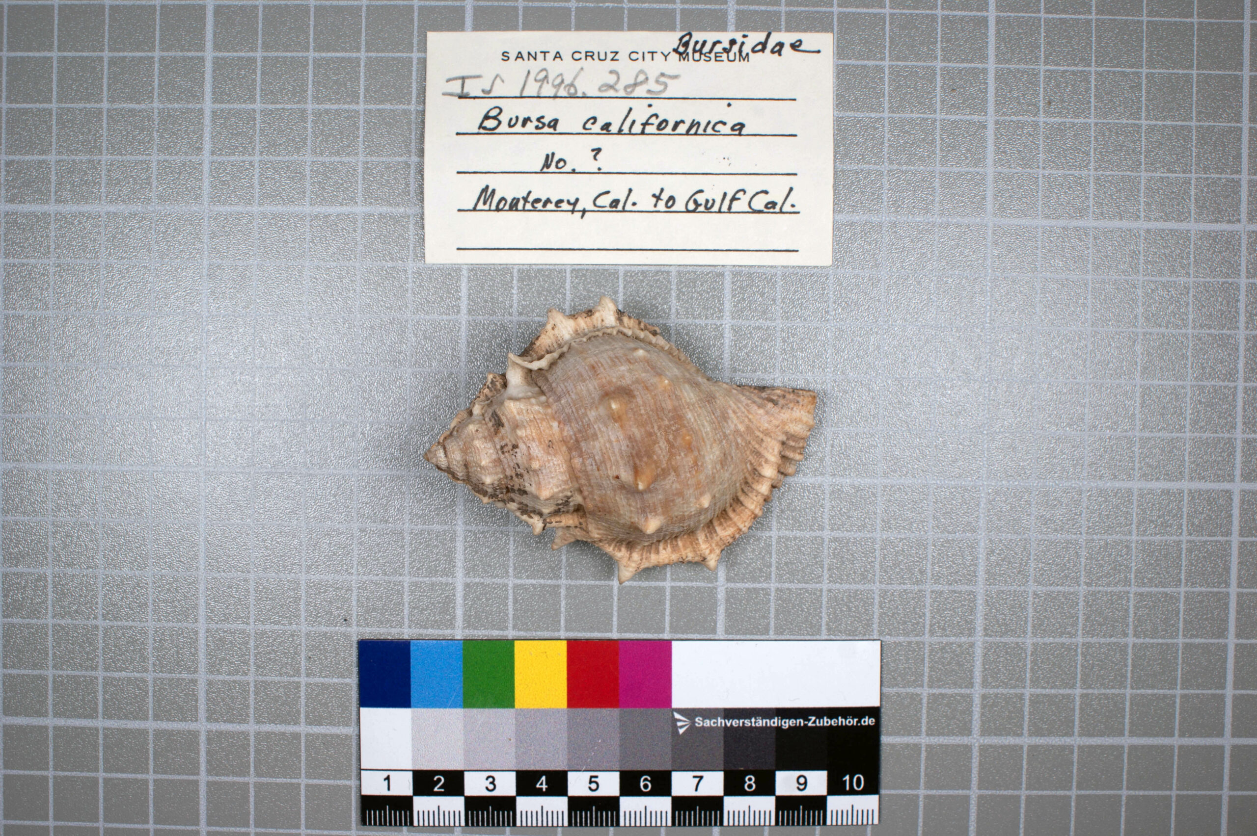 The Inner Lives of Shells - Santa Cruz Museum of Natural History