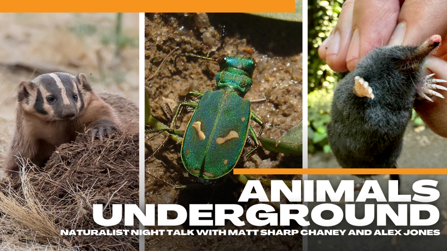 Naturalist Night Animals Underground The Burrowing and Cave Dwelling