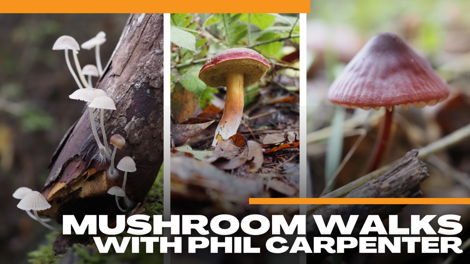 FULL 2/10 Mushroom Walks with Phil Carpenter (two sessions) Santa Cruz Museum of Natural History