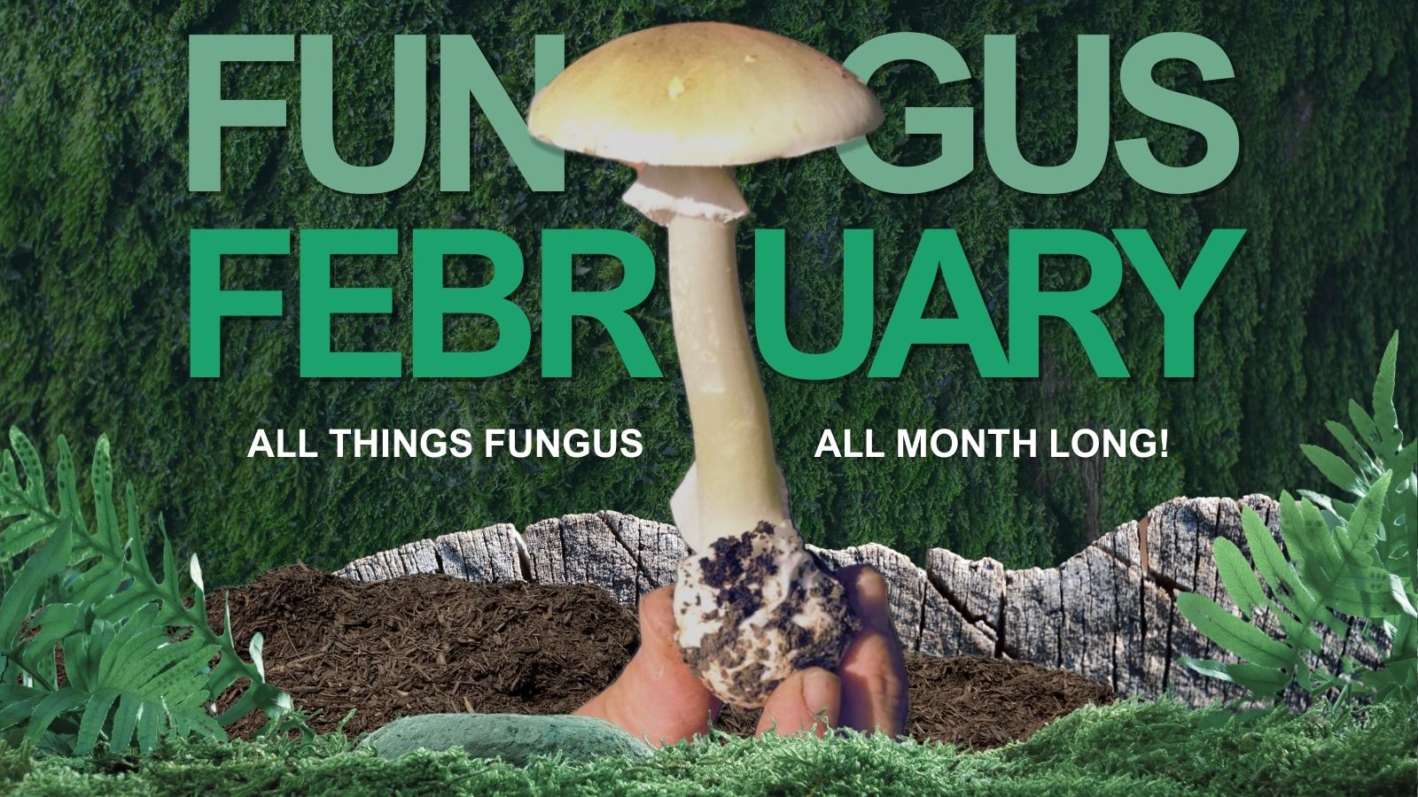 Fungus February 2025 Santa Cruz Museum of Natural History